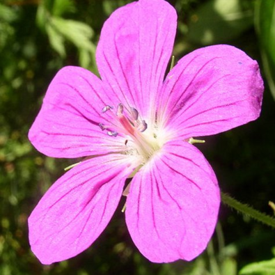 Hedge Cranesbill Plants (Geranium pyrenaecium)